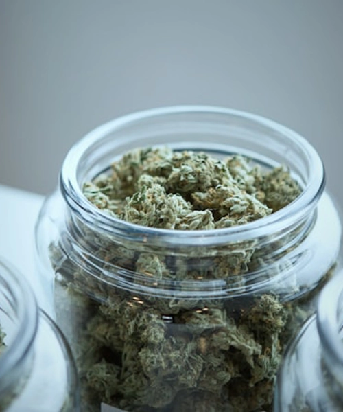 Cannabis